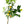Kusaie Lime Tree (Kusaie Rangpur Tree)