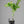 Tahitian Lime Tree