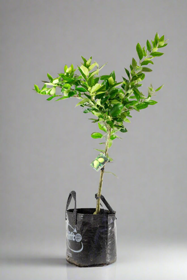Tahitian Lime Tree