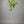 Tahitian Lime Tree