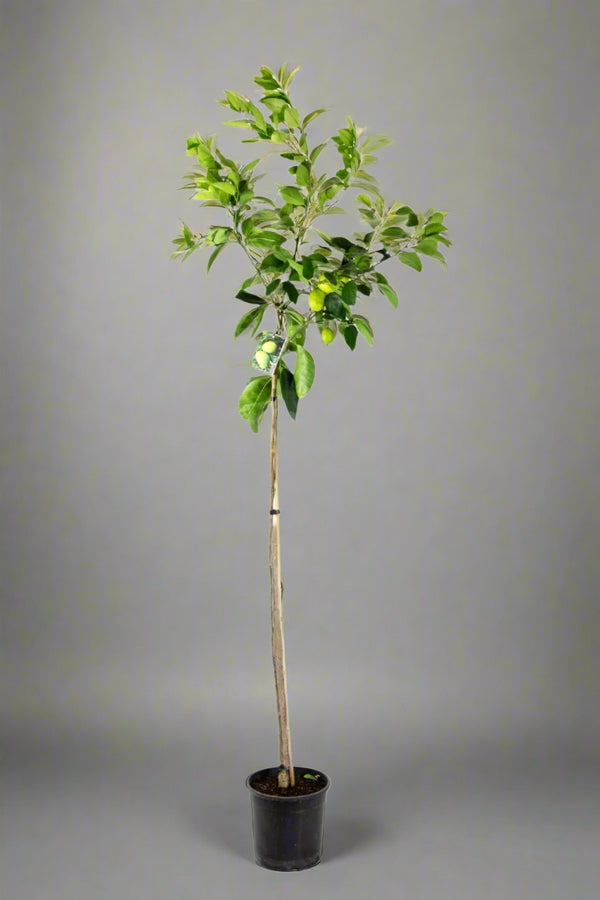 Tahitian Lime Tree