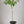 Yuzu Citrus Tree