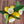 Limequat Citrus Tree