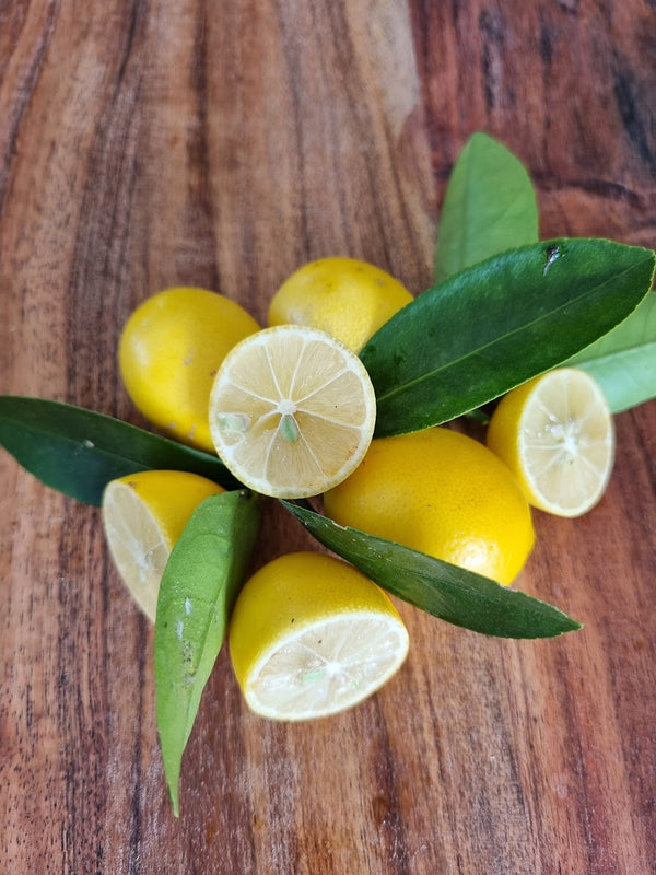 Limequat Citrus Tree