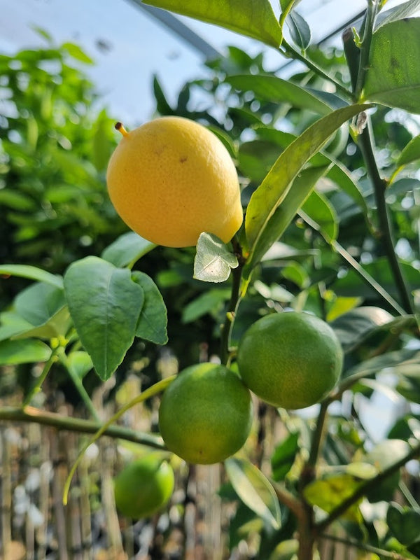 Limequat Citrus Tree