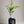 Limequat Citrus Tree