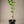 Limequat Citrus Tree