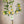 Limequat Citrus Tree