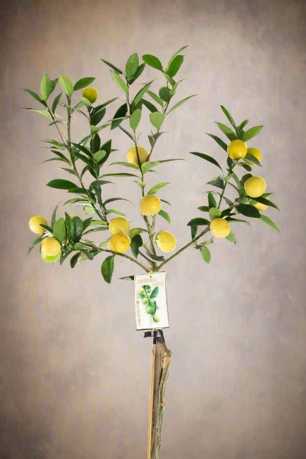 Limequat Citrus Tree