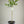 Limequat Citrus Tree