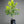 Lisbon Lemon Tree