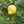 Lisbon Lemon Tree