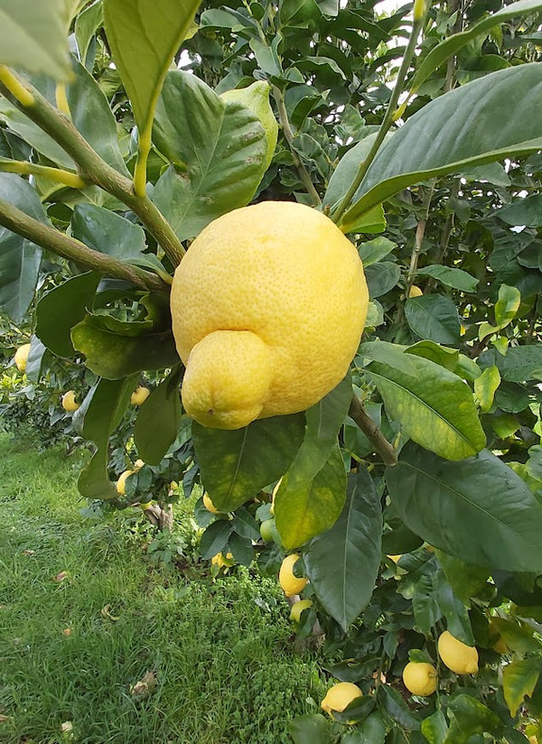 Lisbon Lemon Tree