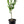 Beauty of Glen Retreat Mandarin Tree (BGR)