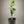 Miho Satsuma Mandarin Tree