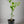 Okitsu Satsuma Mandarin Tree