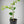 Silverhill Satsuma Mandarin Tree