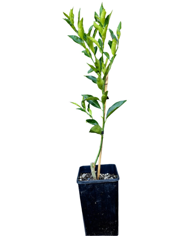 Mandarinquat Tree
