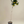 Mandarinquat Tree