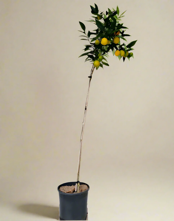Mandarinquat Tree