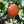 Mandarinquat Tree