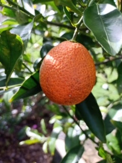 Mandarinquat Tree