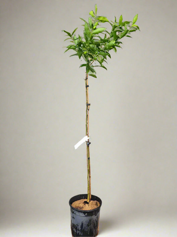 Mandarinquat Tree