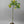 Meiwa Kumquat  Tree