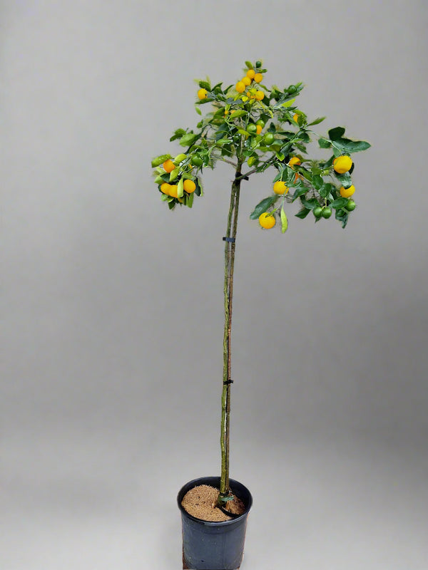 Meiwa Kumquat  Tree