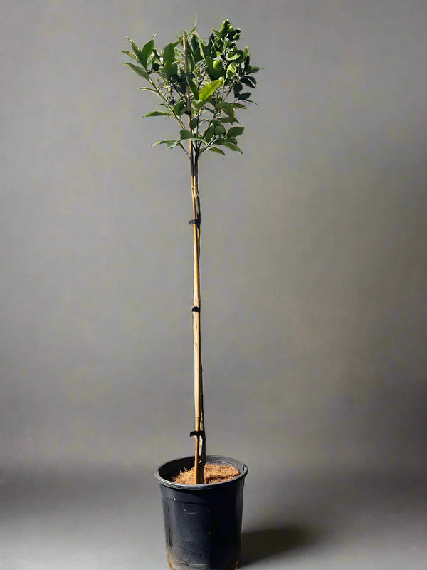 Meiwa Kumquat  Tree