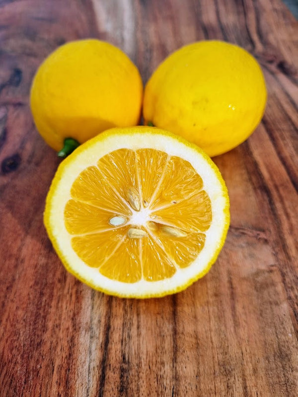 Meyer Lemon Tree