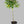 Meyer Lemon Tree