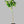 Meyer Lemon Tree