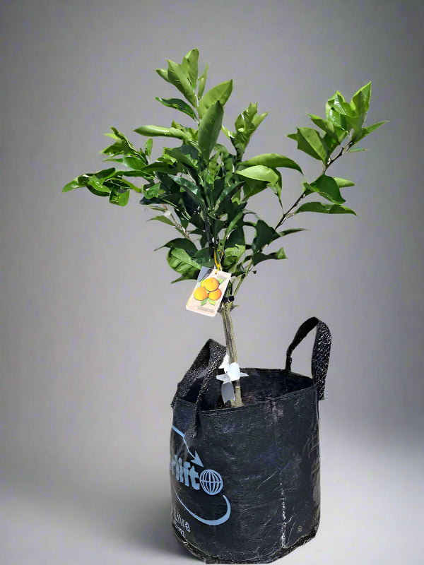 Miho Satsuma Mandarin Tree
