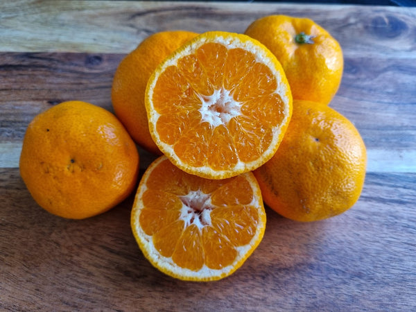Miho Satsuma Mandarin Tree