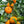 Miho Satsuma Mandarin Tree