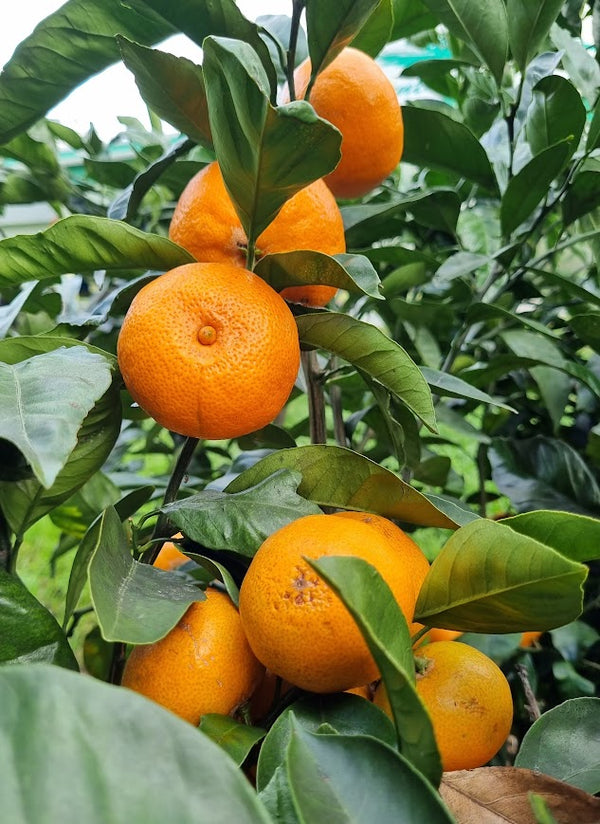 Miho Satsuma Mandarin Tree