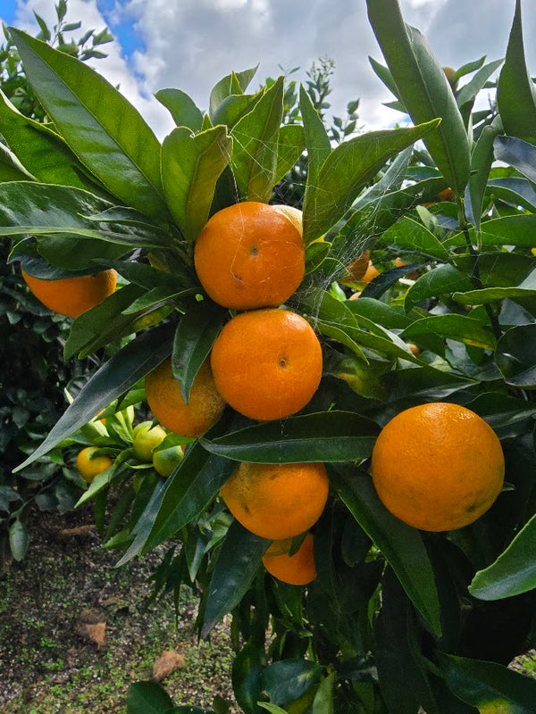 Miyagawa Wase Satsuma Mandarin Tree – Classic Flavour, Gorgeous Form