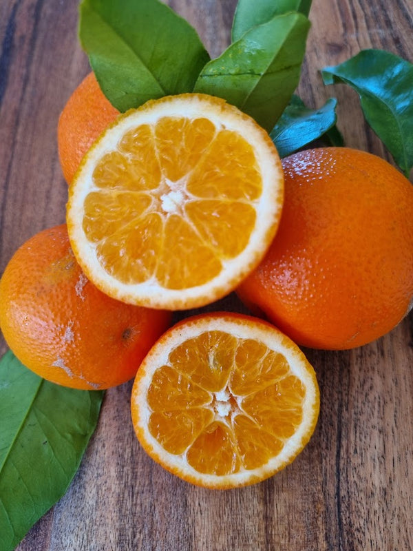 Miyagawa Wase Satsuma Mandarin Tree – Classic Flavour, Gorgeous Form