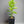 Miyagawa Wase Satsuma Mandarin Tree – Classic Flavour, Gorgeous Form