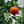 Moro Blood Orange Tree (Valencia)