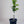 Navalina Orange Tree (Navel)