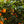 Navelate Orange Tree (Navel)