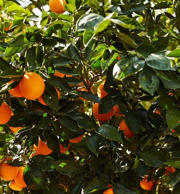 Navelate Orange Tree (Navel)