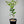 Navelate Orange Tree (Navel)