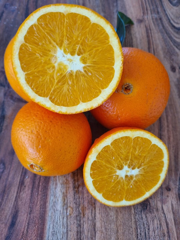 Navelate Orange Tree (Navel)
