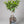 Navelate Orange Tree (Navel)