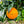 Navalina Orange Tree (Navel)