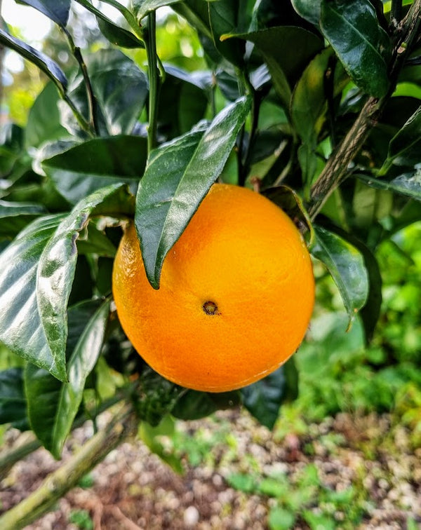 Navalina Orange Tree (Navel)