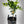 Newhall Navel Orange Tree
